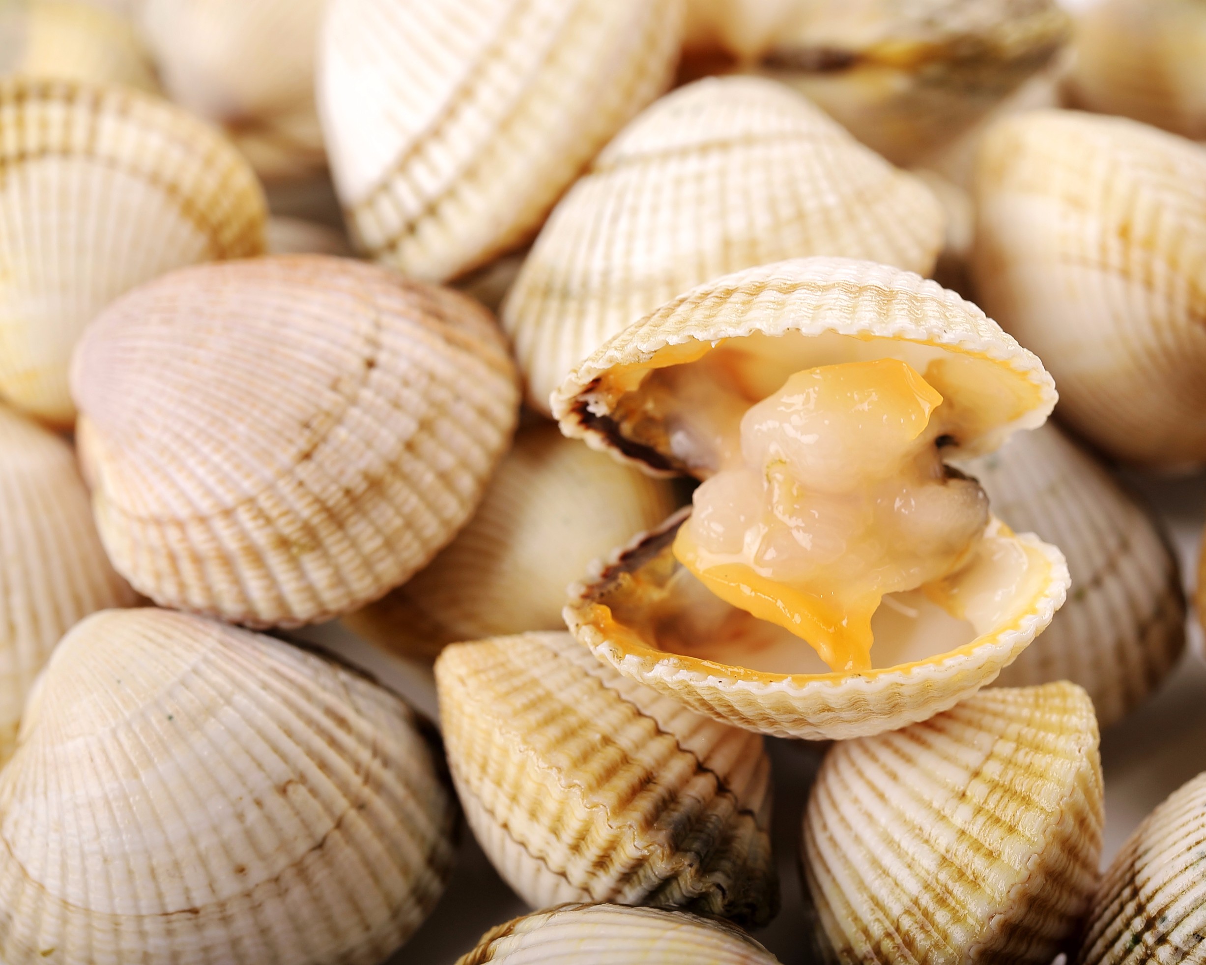 BERBERECHO Pescado Saturnino