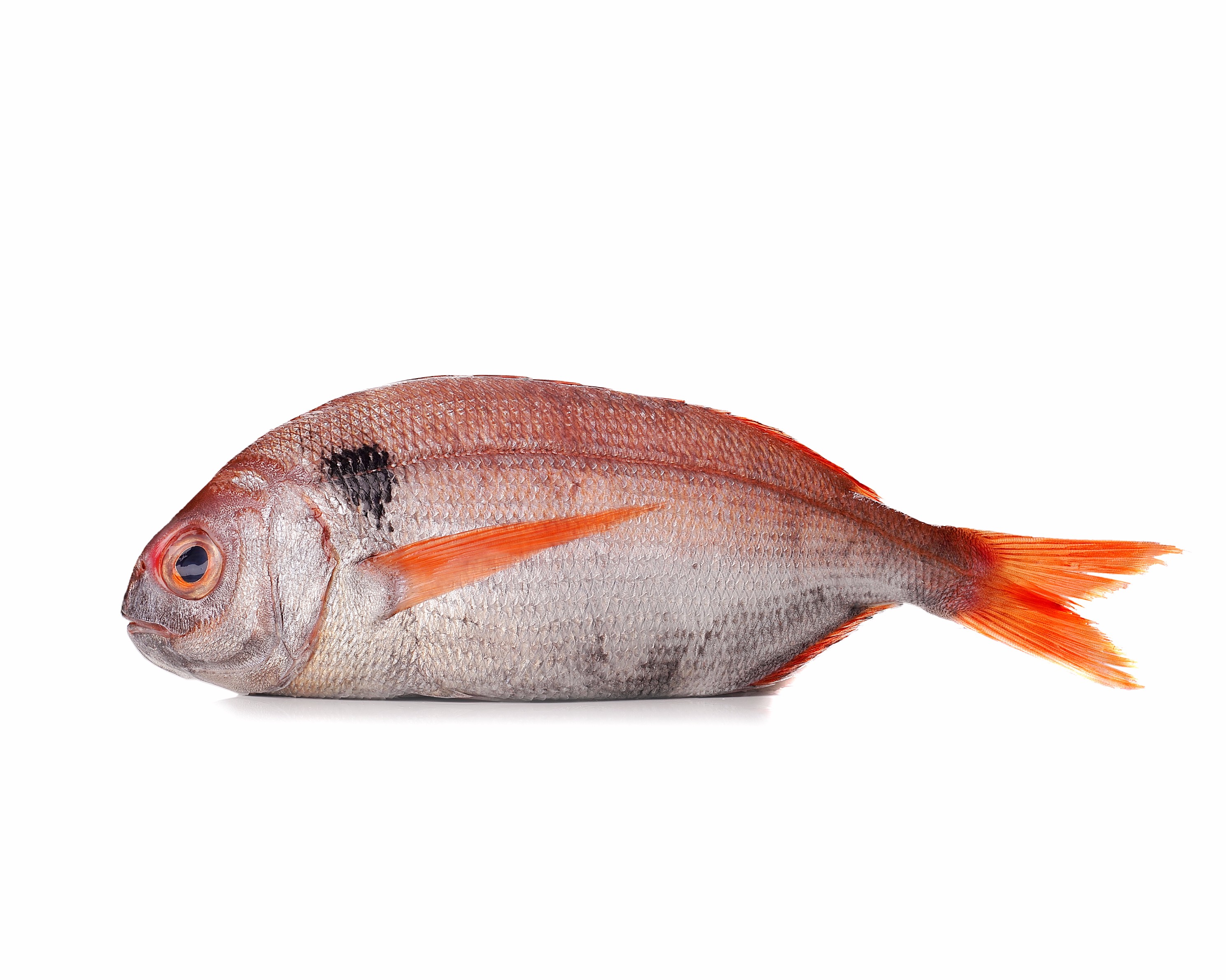 BESUGO Pescado Saturnino