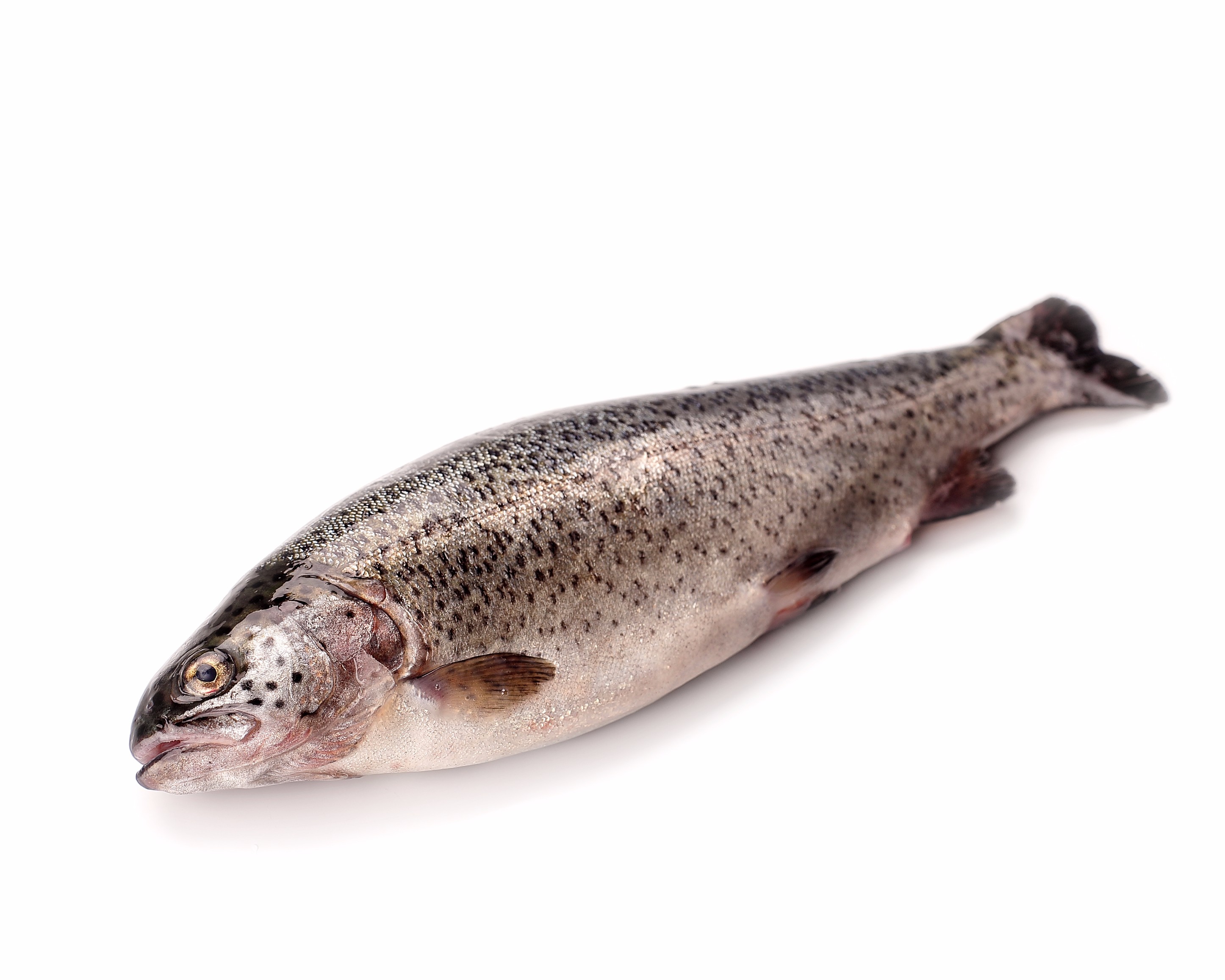 TRUCHA ASALMONADA Pescado Saturnino