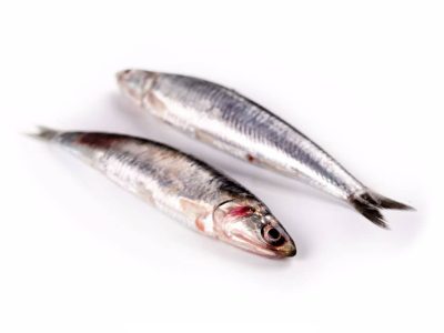 anchoa del cantábrico