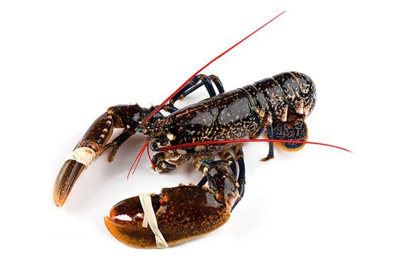 Pescadería Zaragoza: Bogavante gallego