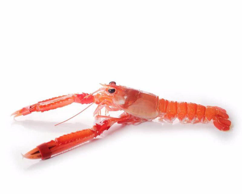 Cigala terciada cocida