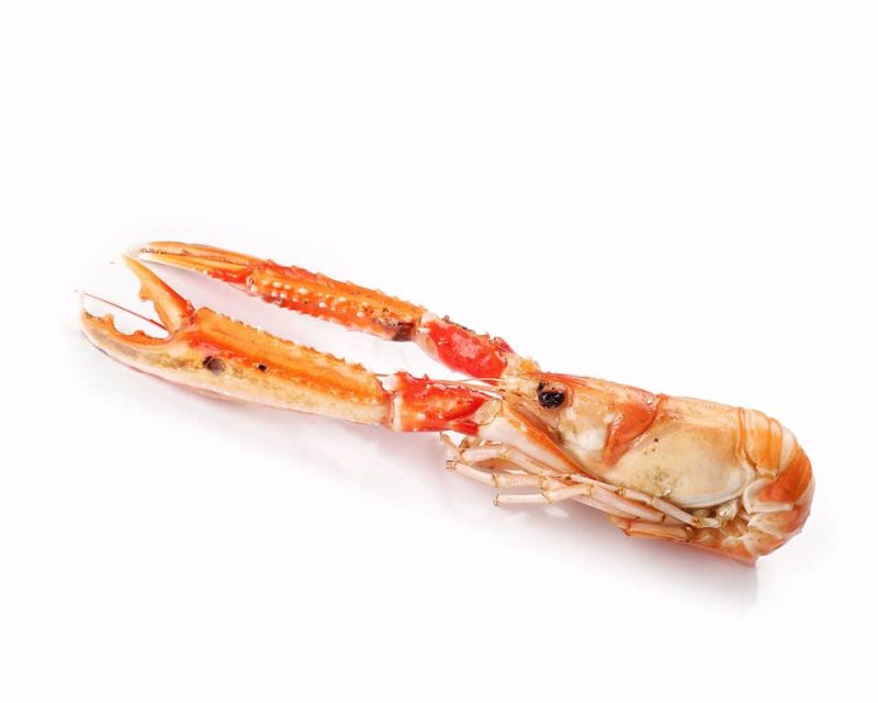 Cigala tronco grande cocida