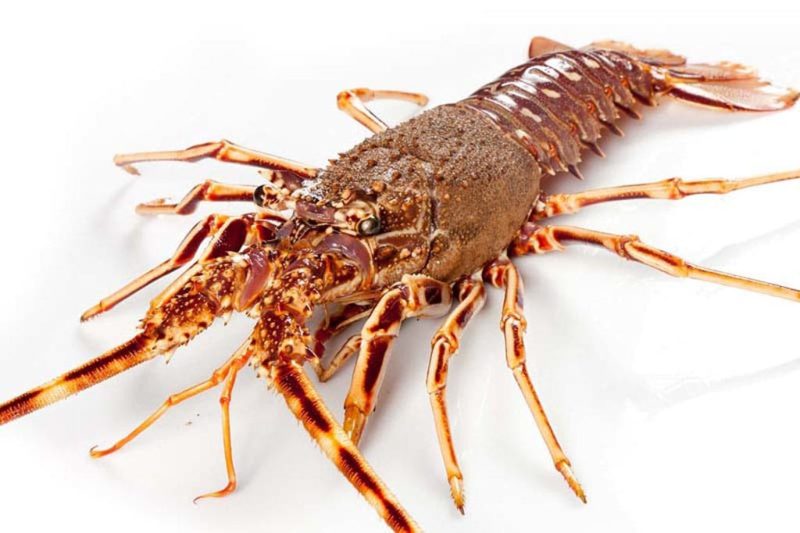 Langosta gallega cocida