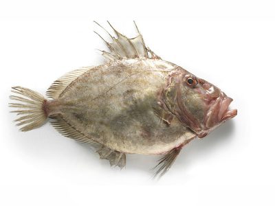 Pescado sin espinas | Pescados Saturnino