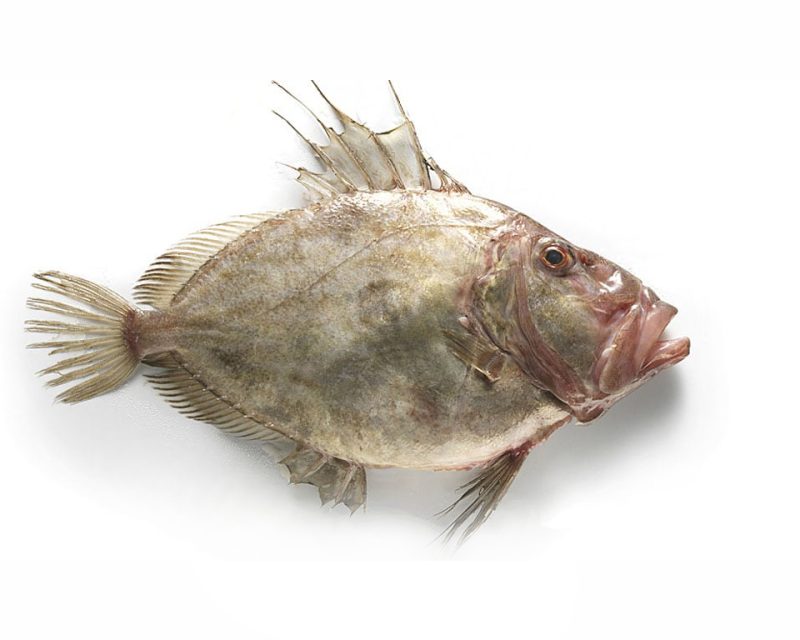 Pescado sin espinas | Pescados Saturnino