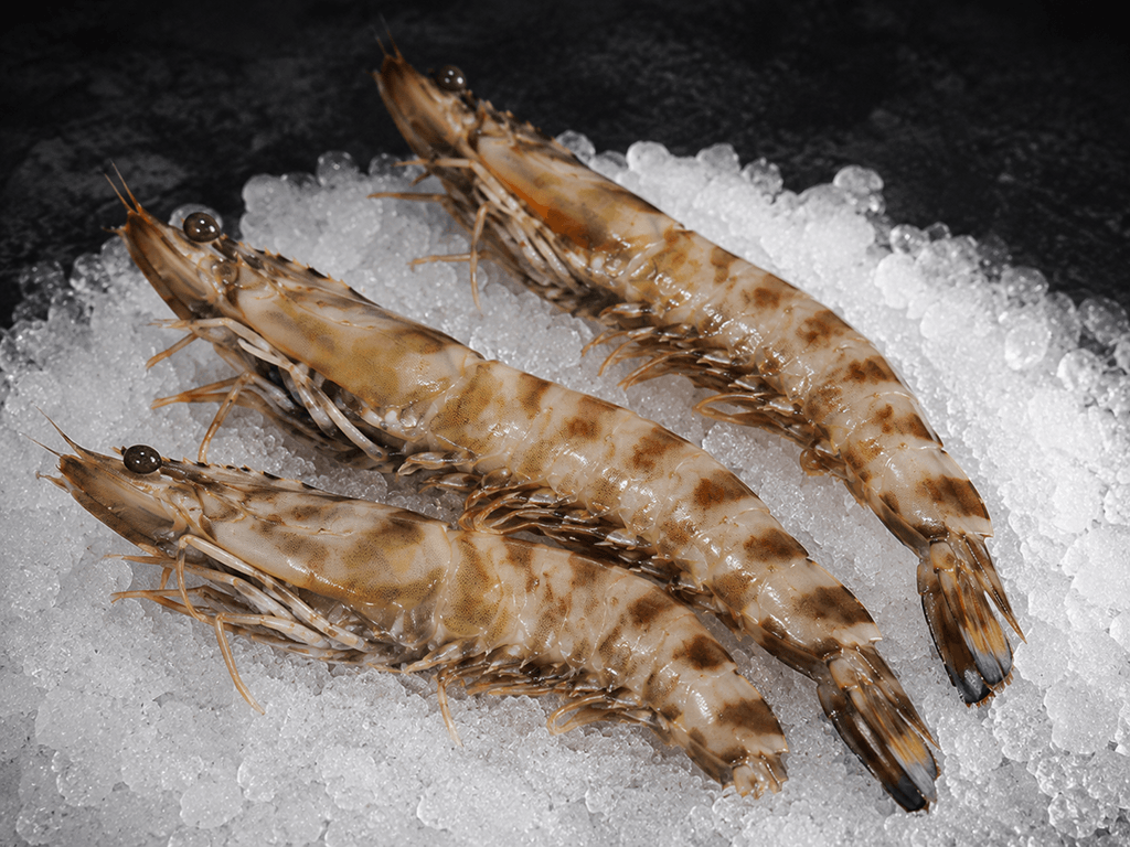 Mariscada de pescadería online con langostinos, zamburiñas y navajas