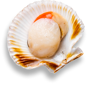 Selección gourmet | Pescados Saturnino