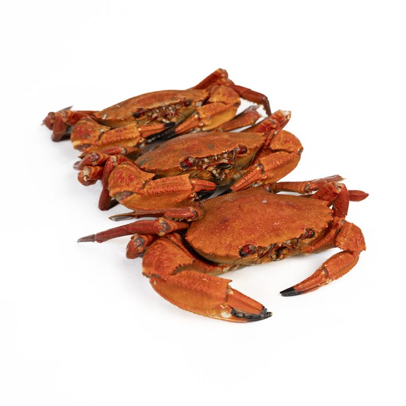 Marisco Cocido | Pescados Saturnino